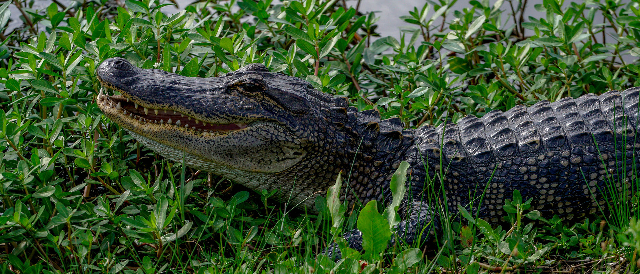 An alligator in the grass